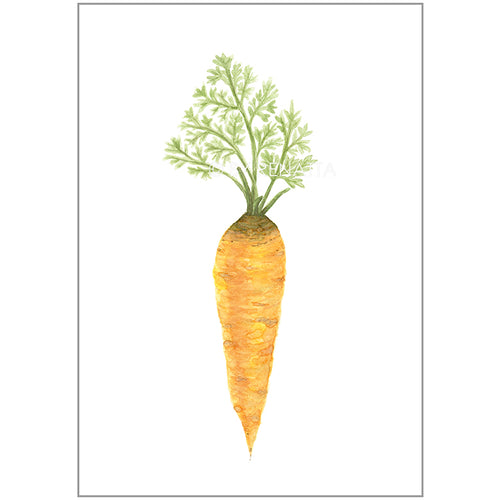 Zanahoria - Serie Verduras